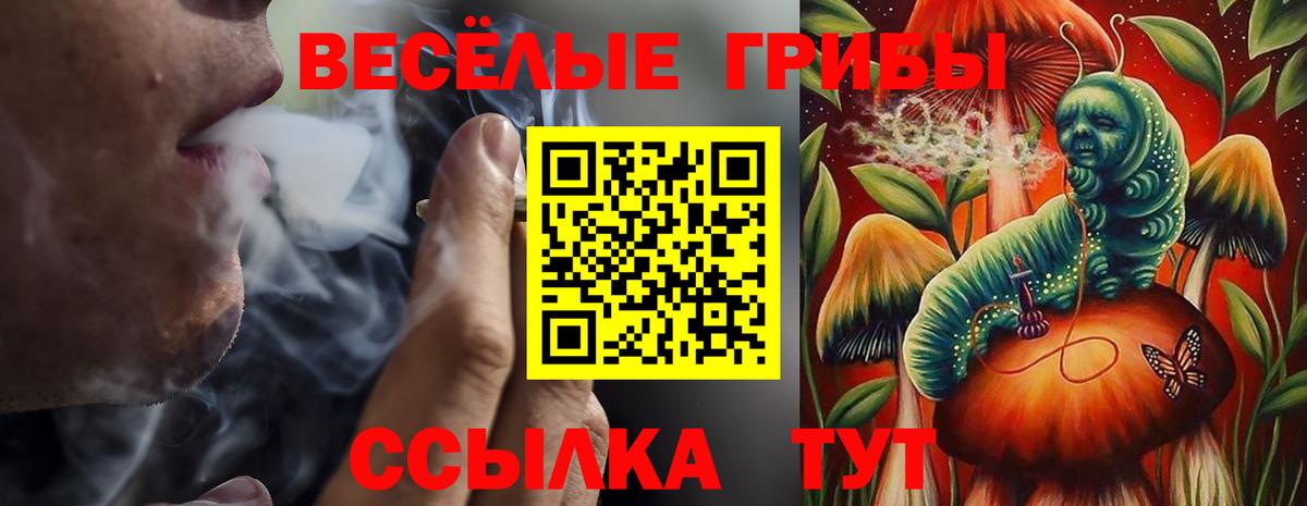Псилоцибиновые грибы Psilocybe Медногорск